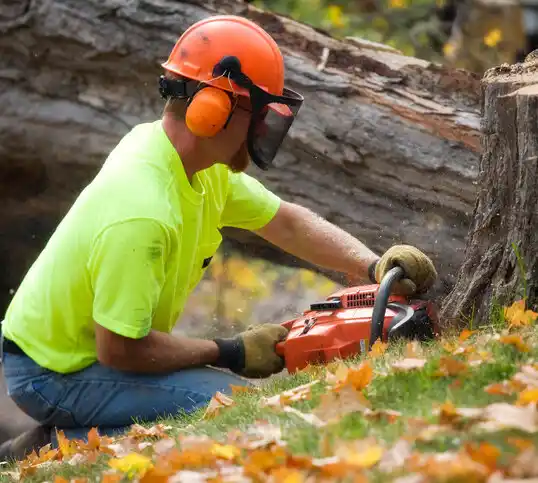 tree services Beemer